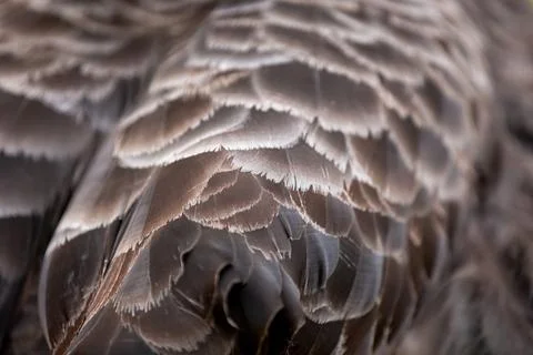 Black swan feathers texture background.Texture background of black feathers Stock Photos
