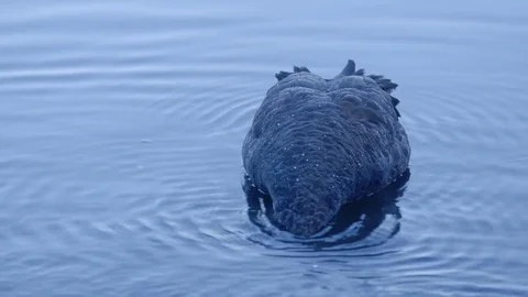 Black Swan Feeding Stock Footage 74694840