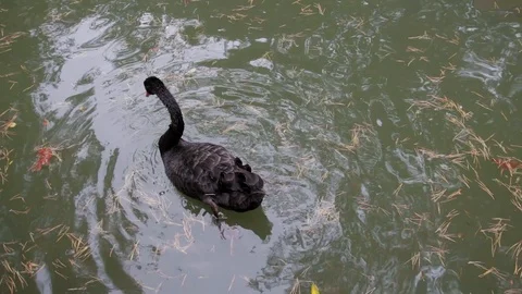 Black swan float in the lake Stock Footage 88175980