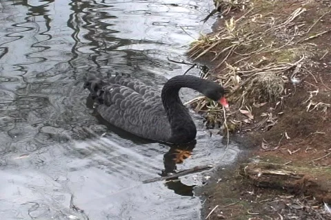 Black Swan  動画素材 340242