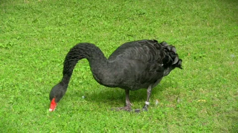 Black swan Video stock 449422