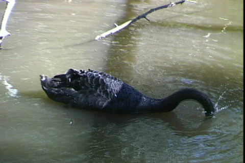 Black Swan Видео 816484