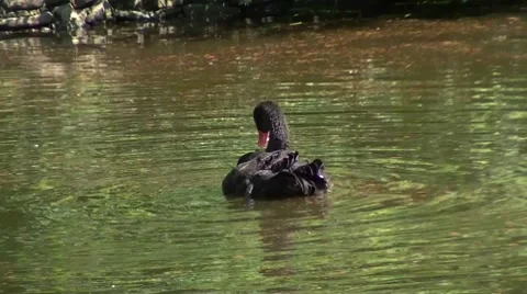 Black swan Stock Footage 8600986