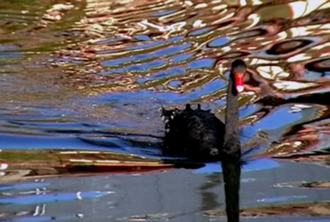 Black swan Stock Footage 8833288