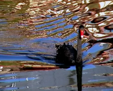 Black swan Stock Footage 8833292