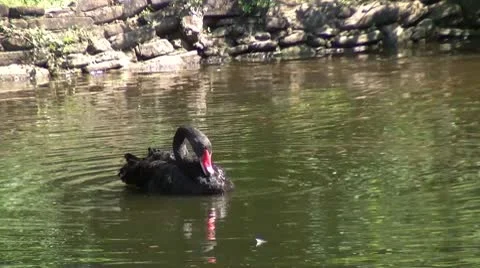 Black swan Stock Footage 8911825