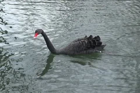 Black Swan Stock Footage 10729502