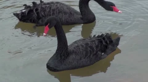 Black Swan Video stock 10825104