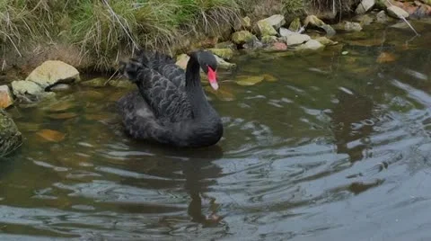 Black swan Stock Footage 12208105