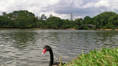 Black Swan Video stock 22996727
