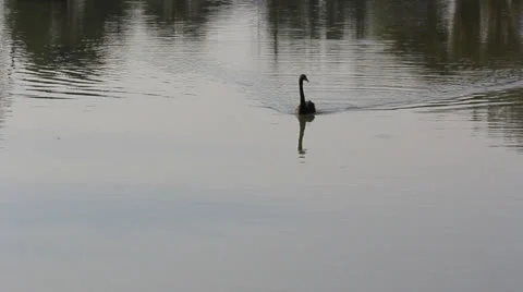 Black Swan Stock Footage 24687057