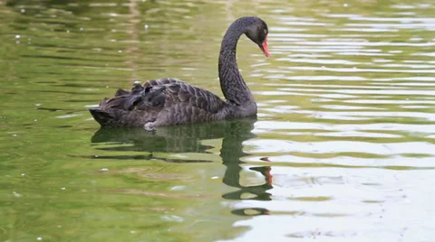 Black swan Видео 34582627