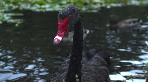 Black swan Stockbeeldmateriaal 46948405