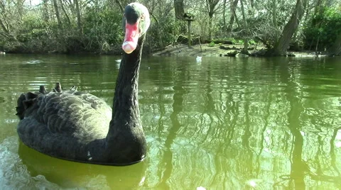 Black Swan Video stock 47860682