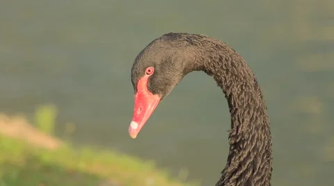 Black swan Stock Footage 53869666
