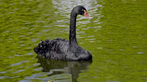 The black swan Stock Footage 55341510