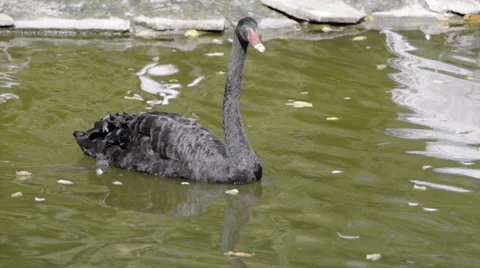 The black swan Stock Footage 55341565