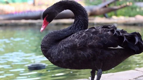 Black swan Stock Footage 78156867