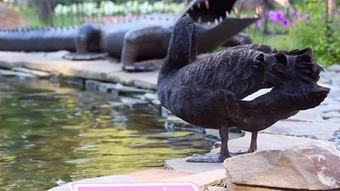 Black swan 库存影片 78159933