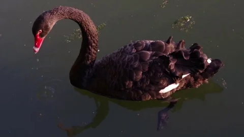 Black swan. Stock Footage 78679393