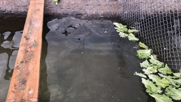 Black swan. Stock Footage 85657055