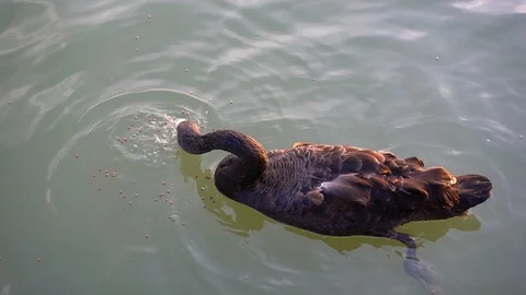 Black Swan Stock Footage 85941947