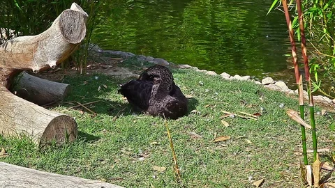 Black swan Stock Footage 86534443