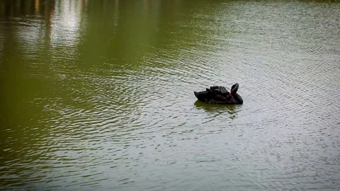 Black swan Stock Footage 97595723