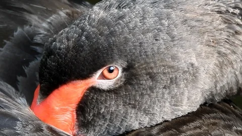 Black Swan Stock Footage 100975421