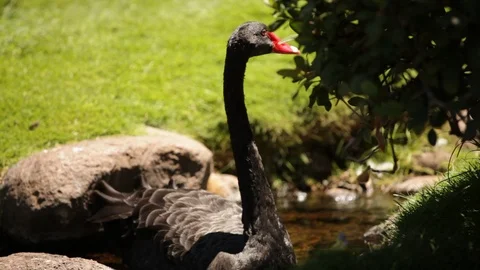 Black Swan Stock Footage 104764760