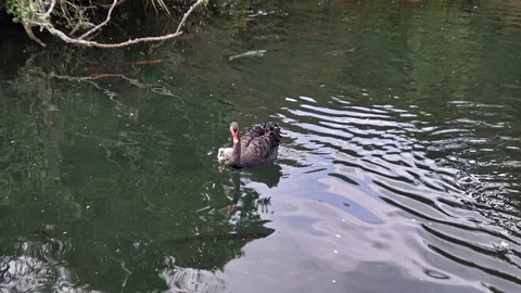 Black swan Stock Footage 113708019