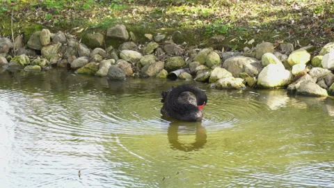 Black Swan Stock Footage 139902694