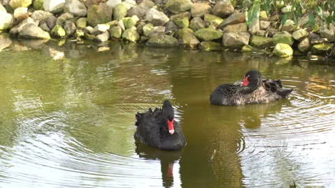 Black Swan 스톡 동영상 139902713