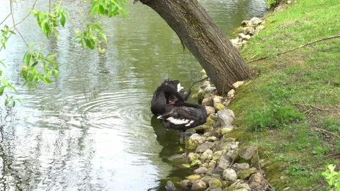 Black Swan. Stock Footage 154191051