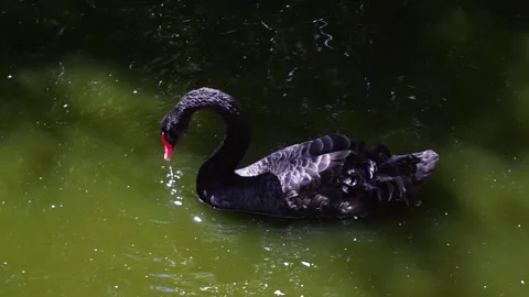 Black Swan Видео 157757492