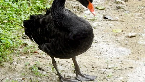 Black swan Vídeo Stock 160214884