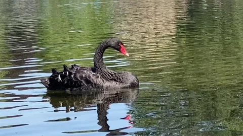 Black Swan Stock Footage 242706389