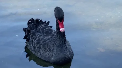 Black Swan Stock Footage 242708593