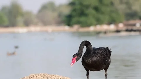 Black swan Stock-Footage 243790758