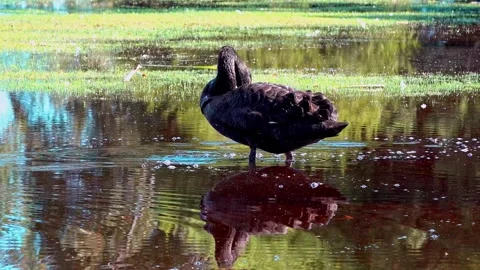 Black Swan Stock Footage 282779863