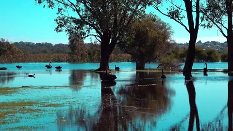 Black Swan Stock Footage 282859239