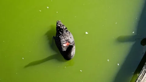 Black swan gracefully gliding through tranquil green waters on sunny day in park Video stock 308880234
