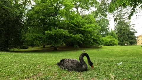 Black swan on a grass Stock Footage 263852707