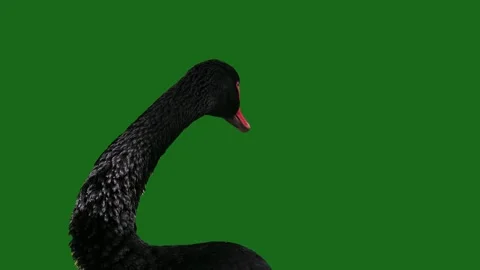 Black swan on a green background Stock Footage 329052564