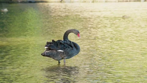 Black swan grooms itself while standing in lake surrounded by other water birds. Stock Footage 146997428