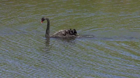 Black Swan in Hobbiton 스톡 동영상 45306802