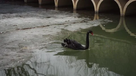 Black swan on the ice Stock Footage 154750154