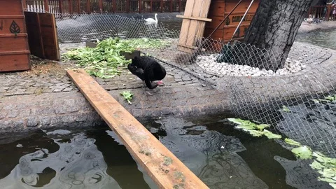 Black swan with its house. Stock Footage 85656183