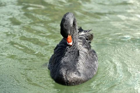 Black swan in the lake Stock Photos