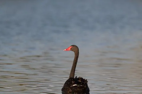 Black swan looking back while swimming away Stock Photos